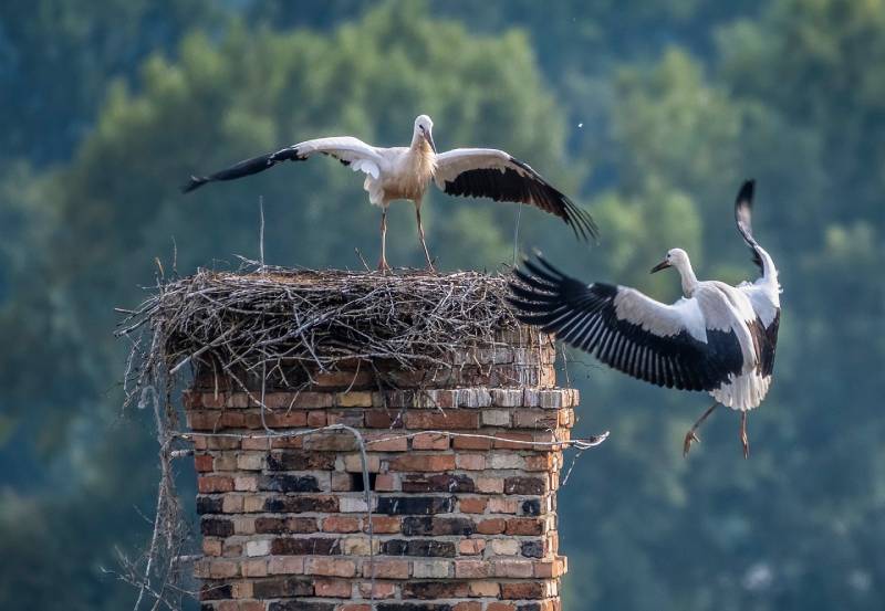 Expert Chimney Animal Removal in Middleton, MA Professional Chimney Animal Removal Services in Middleton, Massachusetts